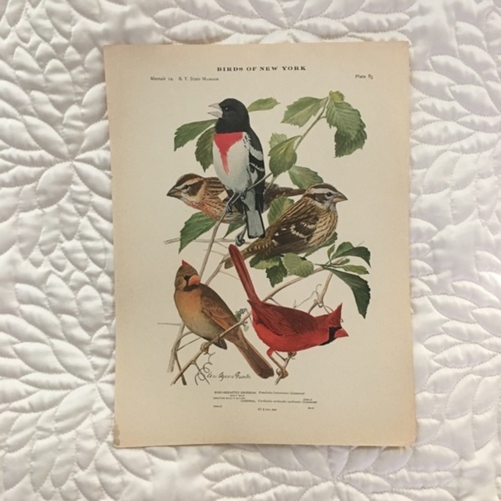 Antique Ornithological Cardinal Original cardinal